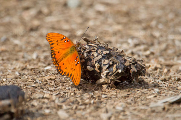 Gulf Fritillary Image @ Kiwifoto.com