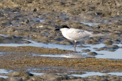 Gull-billed Tern Image @ Kiwifoto.com