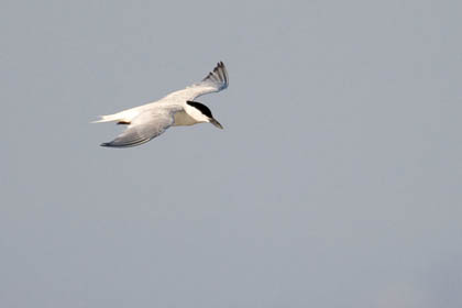 Gull-billed Tern Photo @ Kiwifoto.com