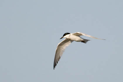 Gull-billed Tern Image @ Kiwifoto.com
