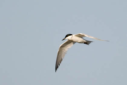 Gull-billed Tern Picture @ Kiwifoto.com