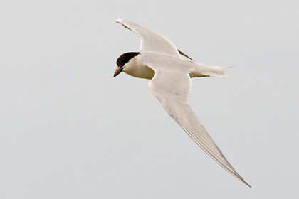 Gull-billed Tern Image @ Kiwifoto.com