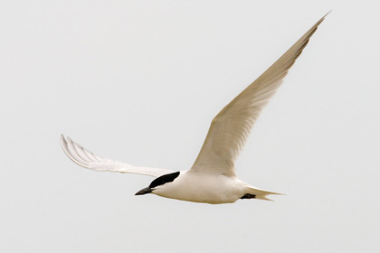 Gull-billed Tern Image @ Kiwifoto.com