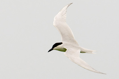 Gull-billed Tern