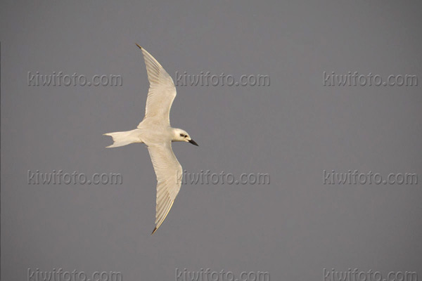 Gull-billed Tern Image @ Kiwifoto.com