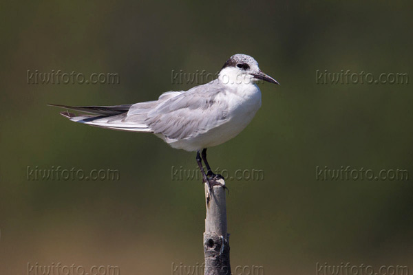 Gull-billed Tern Picture @ Kiwifoto.com