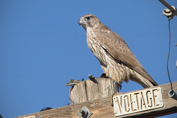 Gyrfalcon