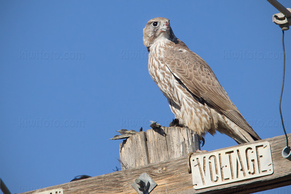 Gyrfalcon Picture @ Kiwifoto.com