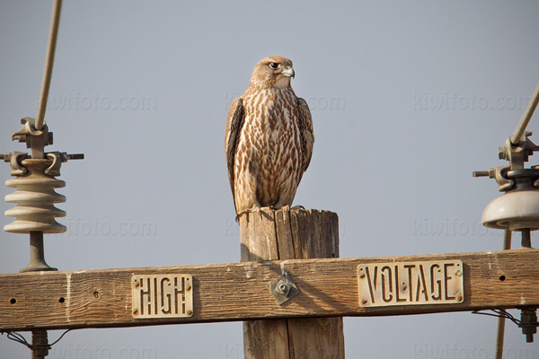 Gyrfalcon Photo @ Kiwifoto.com