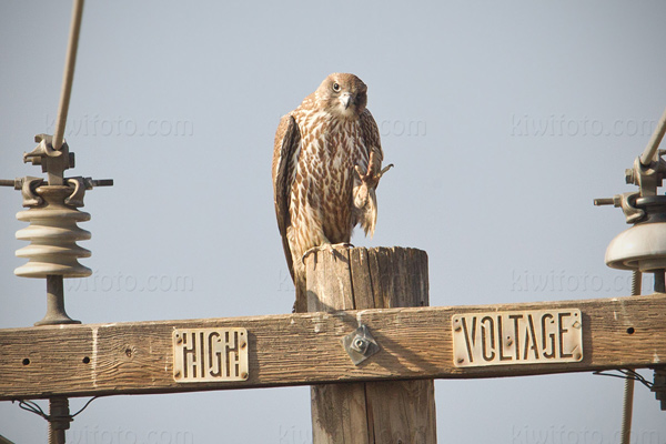 Gyrfalcon Picture @ Kiwifoto.com