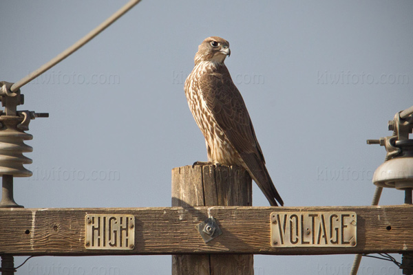 Gyrfalcon Photo @ Kiwifoto.com