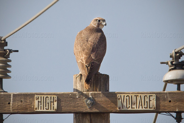 Gyrfalcon Picture @ Kiwifoto.com