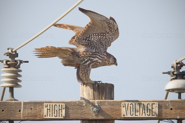 Gyrfalcon Picture @ Kiwifoto.com