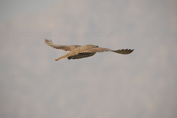 Gyrfalcon Picture @ Kiwifoto.com