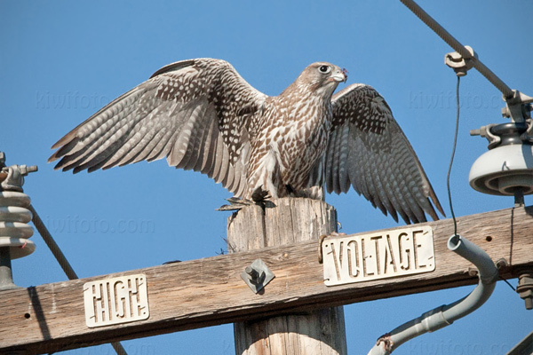 Gyrfalcon Picture @ Kiwifoto.com