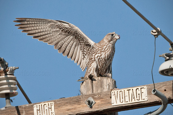 Gyrfalcon Picture @ Kiwifoto.com