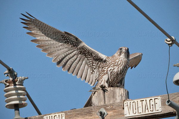 Gyrfalcon Photo @ Kiwifoto.com