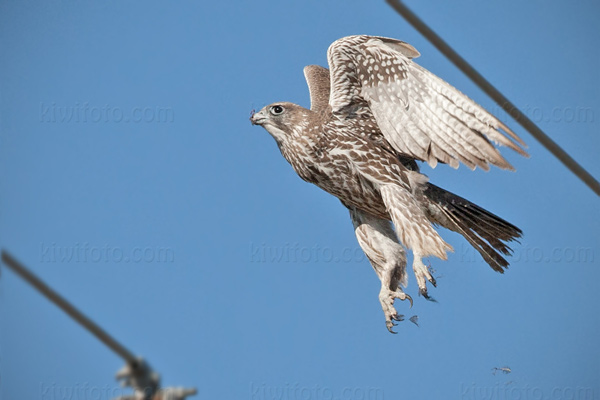 Gyrfalcon Image @ Kiwifoto.com