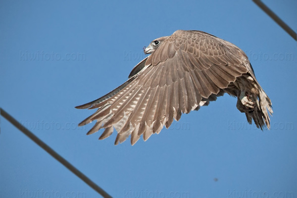 Gyrfalcon Photo @ Kiwifoto.com