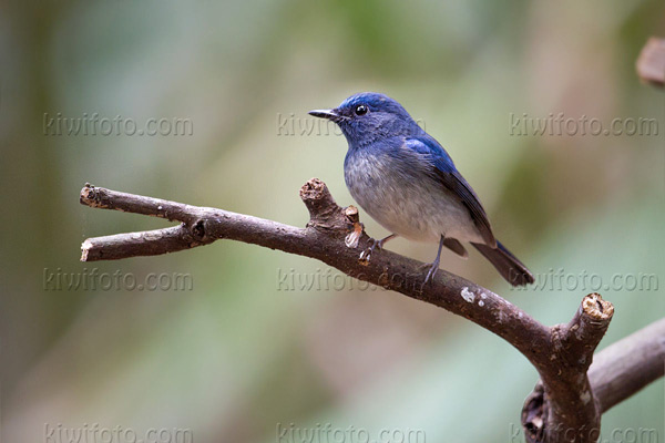 Hainan Blue-Flycatcher Photo @ Kiwifoto.com