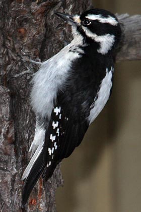 Hairy Woodpecker Photo @ Kiwifoto.com