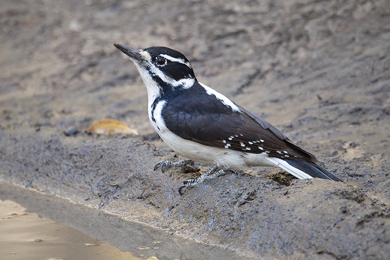 Hairy Woodpecker (female)