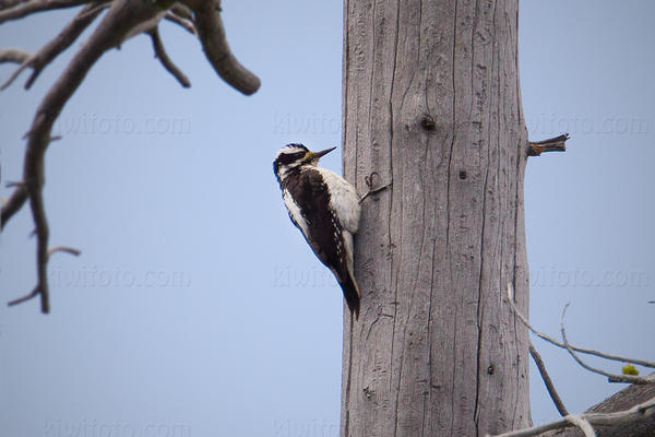 Hairy Woodpecker Image @ Kiwifoto.com