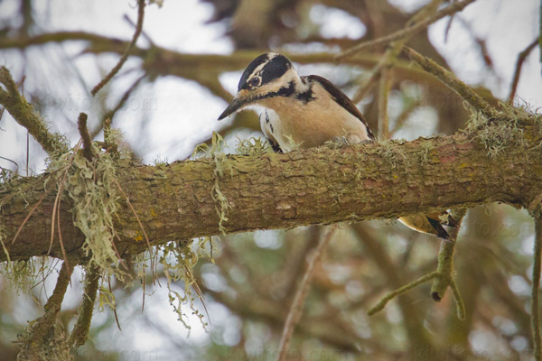 Hairy Woodpecker Photo @ Kiwifoto.com
