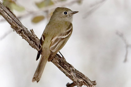 Hammond's Flycatcher Picture @ Kiwifoto.com