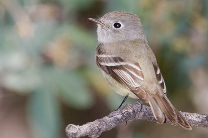 Hammond's Flycatcher Image @ Kiwifoto.com