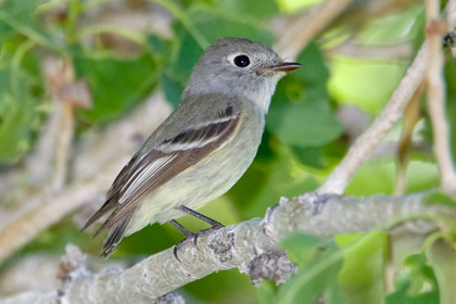 Hammond's Flycatcher Photo @ Kiwifoto.com