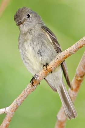 Hammond's Flycatcher Photo @ Kiwifoto.com