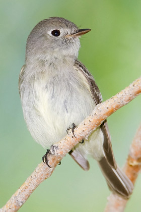 Hammond's Flycatcher