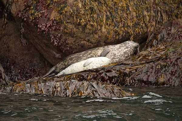 Harbor Seal (with pup)