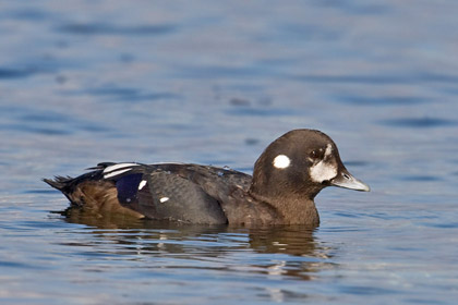 Harlequin Duck