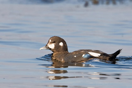 Harlequin Duck Photo @ Kiwifoto.com