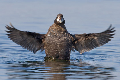 Harlequin Duck