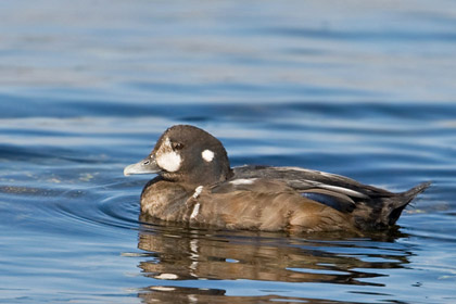 Harlequin Duck Image @ Kiwifoto.com