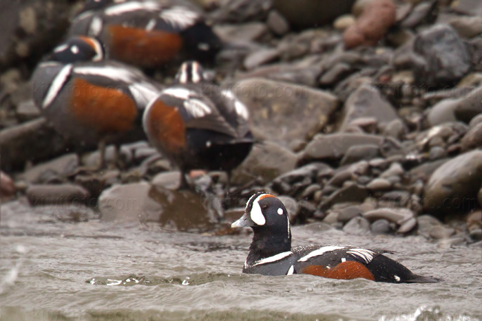 Harlequin Duck Image @ Kiwifoto.com