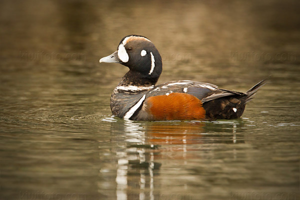 Harlequin Duck