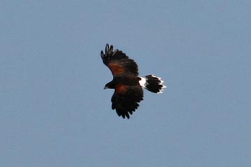 Harris Hawk Photo @ Kiwifoto.com