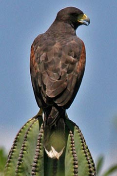 Harris Hawk Image @ Kiwifoto.com