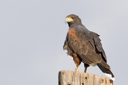 Harris Hawk Image @ Kiwifoto.com