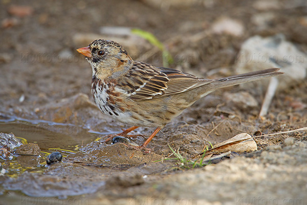 Harris's Sparrow Photo @ Kiwifoto.com