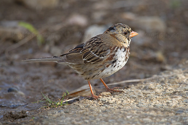 Harris's Sparrow Photo @ Kiwifoto.com