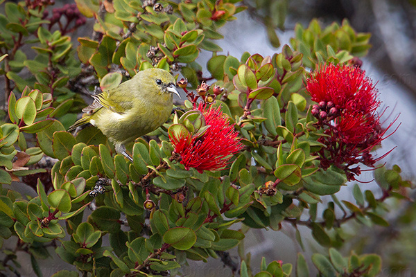 Hawai'i Amakihi Photo @ Kiwifoto.com