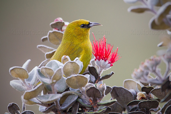 Hawai'i Amakihi Photo @ Kiwifoto.com
