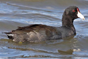 Hawai'ian Coot Photo @ Kiwifoto.com