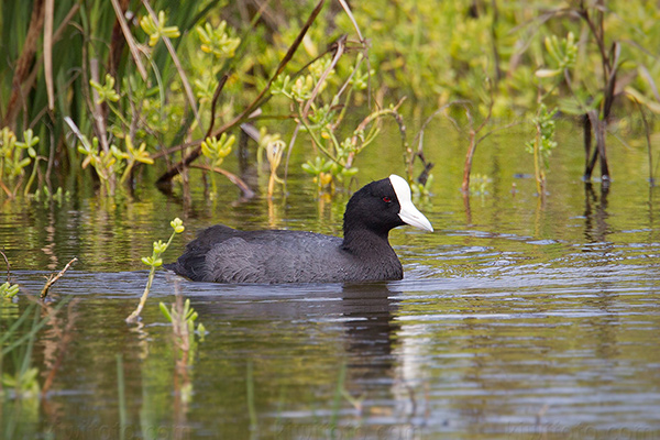 Hawai'ian Coot Image @ Kiwifoto.com