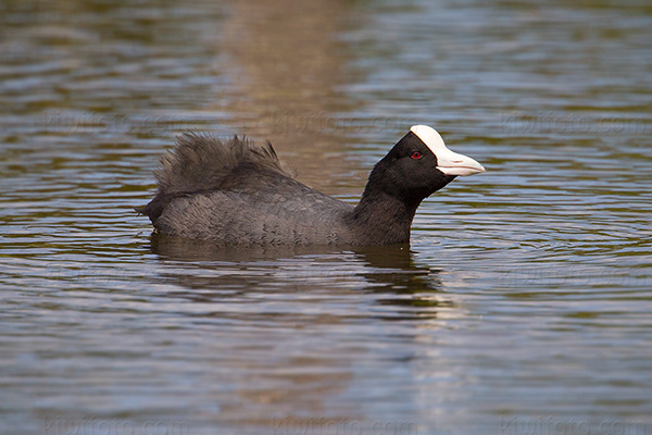 Hawai'ian Coot Photo @ Kiwifoto.com